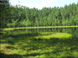 Jezioro dystroficzne na terenie Rezerwatu Zakręt